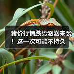 猪价行情跌势汹汹来袭！这一次可能不持久（图2）