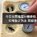 今日全国鸡蛋行情走势：价格稳定为主 局部涨...