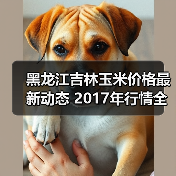 黑龙江吉林玉米价格最新动态 2017年行情全览(图2) 黑龙江吉林玉米价格最新动态 2017年行情全览(图2)