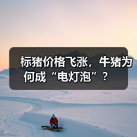 标猪价格飞涨，牛猪为何成“电灯泡”？（图3）