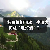 标猪价格飞涨，牛猪为何成“电灯泡”？（图1）