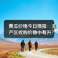黄瓜价格今日播报：主产区收购价稳中有升？（图4）
