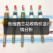 各地西兰花收购价及行情分析（图2）