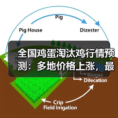 全国鸡蛋淘汰鸡行情预测:多地价格上涨,最新行情如何?(图4) 全国鸡蛋淘汰鸡行情预测:多地价格上涨,最新行情如何?(图4)