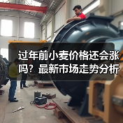过年前小麦价格还会涨吗？最新市场走势分析