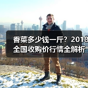 香菜多少钱一斤？2018全国收购价行情全解析（图3）