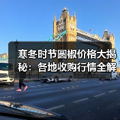 寒冬时节圆椒价格大揭秘：各地收购行情全解析（图2）