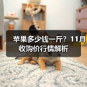 苹果多少钱一斤?11月收购价行情解析(图3) 苹果多少钱一斤?11月收购价行情解析(图3)