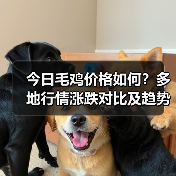 今日毛鸡价格如何?多地行情涨跌对比及趋势分析(图1) 今日毛鸡价格如何?多地行情涨跌对比及趋势分析(图1)