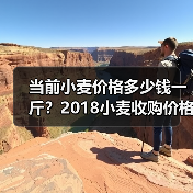 当前小麦价格多少钱一斤？2018小麦收购价格行...（图2）