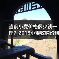 当前小麦价格多少钱一斤?2018小麦收购价格行...(图1) 当前小麦价格多少钱一斤?2018小麦收购价格行...(图1)