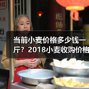 当前小麦价格多少钱一斤?2018小麦收购价格行...(图3) 当前小麦价格多少钱一斤?2018小麦收购价格行...(图3)