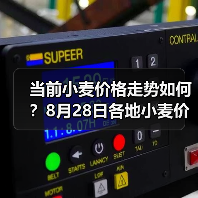 当前小麦价格走势如何？8月28日各地小麦价格...（图4）