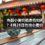 当前小麦价格走势如何？8月28日各地小麦价格...（图3）
