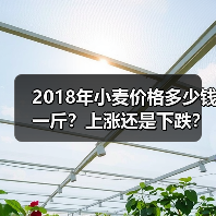 2018年小麦价格多少钱一斤？上涨还是下跌？（...（图4）