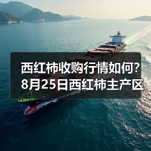 西红柿收购行情如何?8月25日西红柿主产区收...(图2) 西红柿收购行情如何?8月25日西红柿主产区收...(图2)