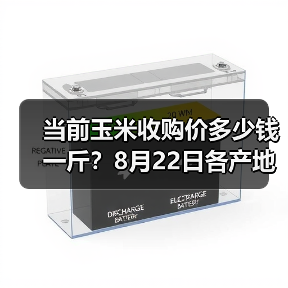 当前玉米收购价多少钱一斤？8月22日各产地玉...
