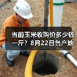 当前玉米收购价多少钱一斤？8月22日各产地玉...（图2）