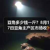 豆角多少钱一斤?8月17日豆角主产区市场收购...(图3) 豆角多少钱一斤?8月17日豆角主产区市场收购...(图3)