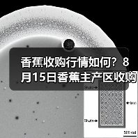 香蕉收购行情如何？8月15日香蕉主产区收购行...（图3）