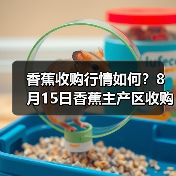 香蕉收购行情如何？8月15日香蕉主产区收购行...（图4）