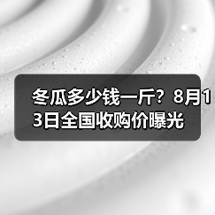 冬瓜多少钱一斤？8月13日全国收购价曝光