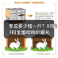 冬瓜多少钱一斤？8月13日全国收购价曝光（图3）