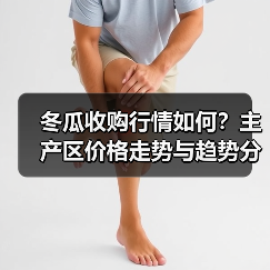 冬瓜收购行情如何？主产区价格走势与趋势分析（图2）