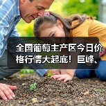 全国葡萄主产区今日价格行情大起底！巨峰、红提、克伦生最新收购价曝光（图2）
