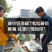 猪价狂涨破7毛鸡苗价新高 鸡蛋行情如何？（图4）
