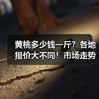 黄桃多少钱一斤？各地报价大不同！市场走势如何？（图3）