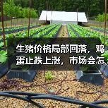 生猪价格局部回落,鸡蛋止跌上涨,市场会怎么走?(图3) 生猪价格局部回落,鸡蛋止跌上涨,市场会怎么走?(图3)