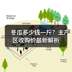 冬瓜多少钱一斤？主产区收购价最新解析（图4）