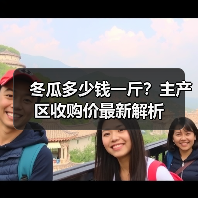 冬瓜多少钱一斤？主产区收购价最新解析（图3）