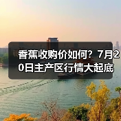 香蕉收购价如何?7月20日主产区行情大起底(图4) 香蕉收购价如何?7月20日主产区行情大起底(图4)