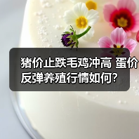 猪价止跌毛鸡冲高 蛋价反弹养殖行情如何？（图1）