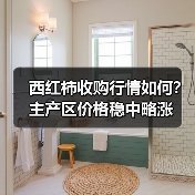 西红柿收购行情如何？主产区价格稳中略涨