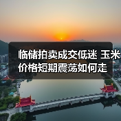 临储拍卖成交低迷 玉米价格短期震荡如何走(图2) 临储拍卖成交低迷 玉米价格短期震荡如何走(图2)