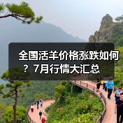 全国活羊价格涨跌如何？7月行情大汇总