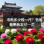 毛桃多少钱一斤？各地最新批发价一览（图3）
