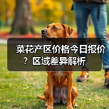 菜花产区价格今日报价？区域差异解析（图4）