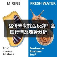 猪价未来能否反弹？全国行情及走势分析（图2）