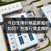 今日生猪价格最新报价如何？各地行情全解析（图4）