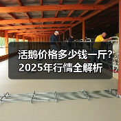 活鹅价格多少钱一斤？2025年行情全解析
