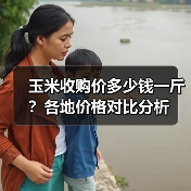 玉米收购价多少钱一斤？各地价格对比分析（图3）
