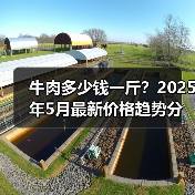 牛肉多少钱一斤？2025年5月最新价格趋势分析（图2）