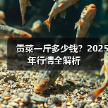 贡菜一斤多少钱？2025年行情全解析（图4）