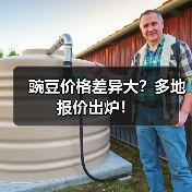 豌豆价格差异大？多地报价出炉！