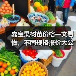 嘉宝果树苗价格一文看懂，不同规格报价大公开！（图2）