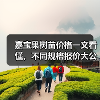 嘉宝果树苗价格一文看懂，不同规格报价大公开！（图3）